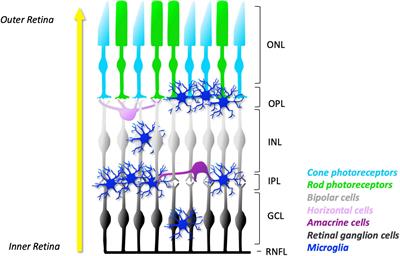 Frontiers | Microglia: Key Players In Retinal Ageing And Neurodegeneration